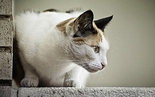 close up photo of white and brown cat